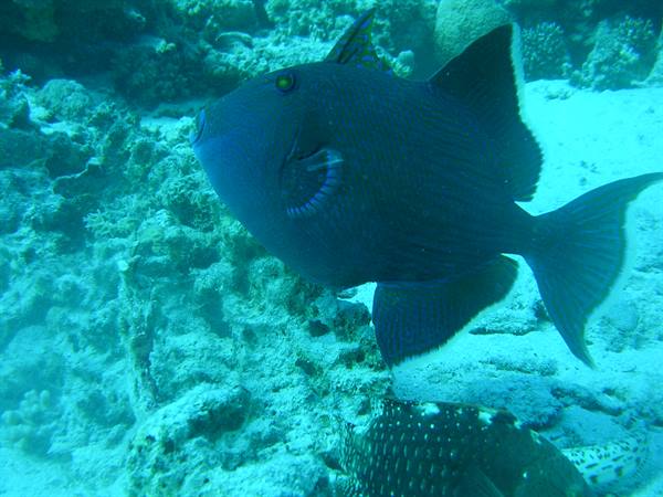 Blue triggerfish swimming over the sandy coral reef