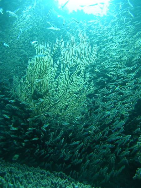 Yellow sea fan surrounded by fish school in blue underwater light