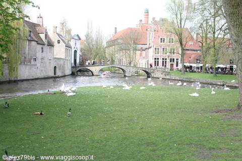 Swans on the green lawn by the canal, stone bridge and medieval houses in Bruges