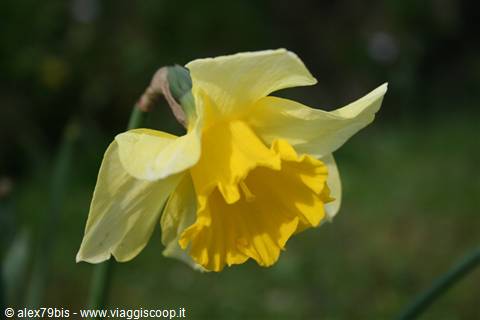 Yellow daffodil with ruffled trumpet in bloom, blurred green background