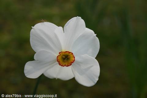 White narcissus flower with yellow and red corona against blurred green grass