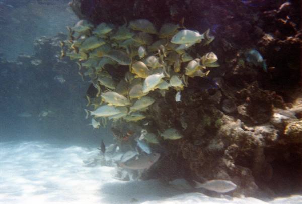 School of yellow fish among rocks over sandy seabed, filtered sunlight underwater