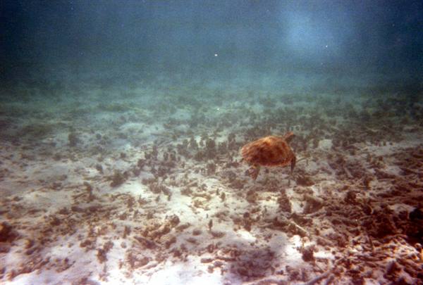 Sea turtle swims over sandy seabed with corals in blue ocean light