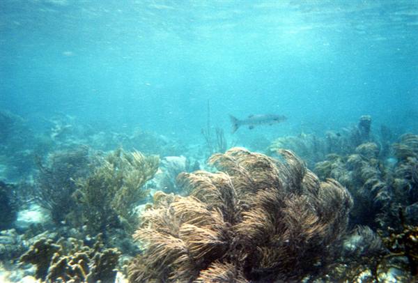 Golden sea fan and a fish swimming in turquoise water over the reef