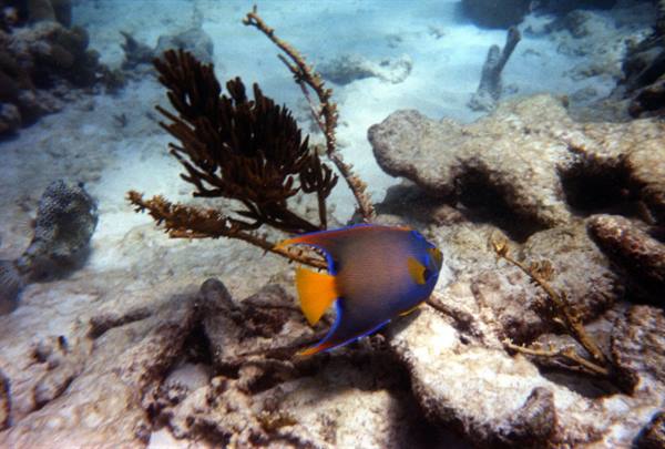 Queen angelfish, blue and orange, swims among corals and sea fans