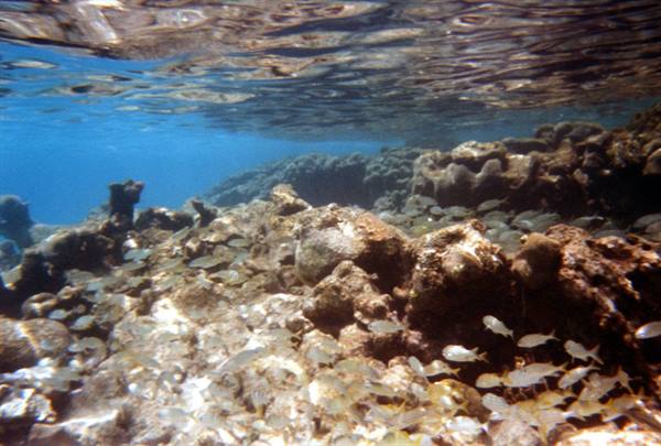 School of silver fish over coral reef, filtered underwater light