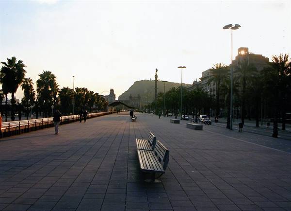 Wooden benches along Barcelona's Passeig de Colom, low light among palm trees