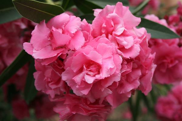Pink oleander blossoms in full bloom among long green leaves