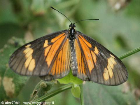 Orange and black butterfly with spread wings on a green leaf