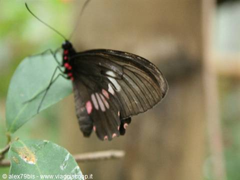 black butterfly with pink spots resting on a green leaf