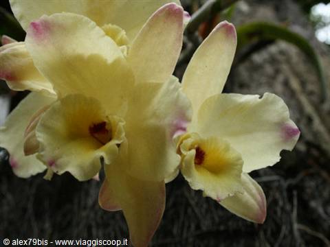 Yellow orchid flowers with pink tips against dark background