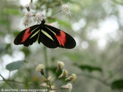 black and red butterfly resting on white flowers, green blurred background