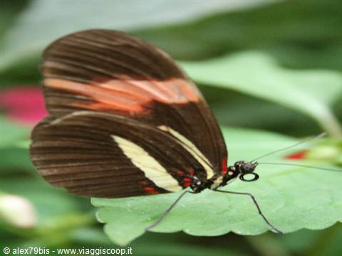 Brown butterfly with orange and white bands resting on green leaf