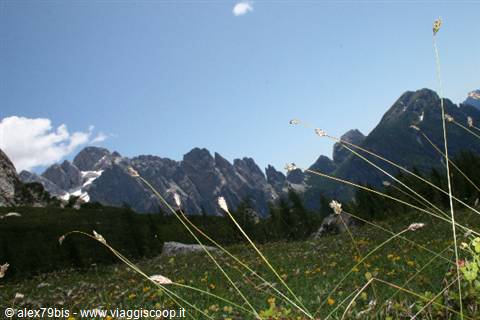Wildflowers and grass stems in front of jagged Dolomite peaks under blue sky