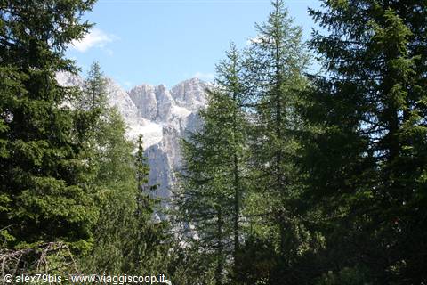 Rocky dolomite peaks framed by green conifers under blue sky