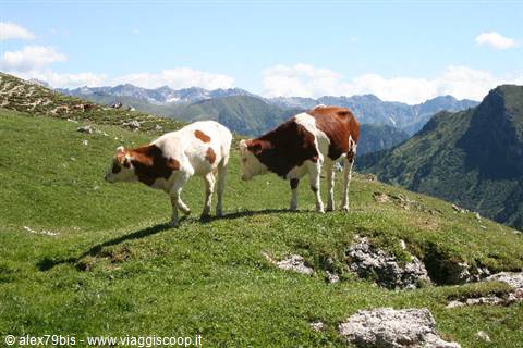 Two brown-and-white cows grazing on a green alpine meadow