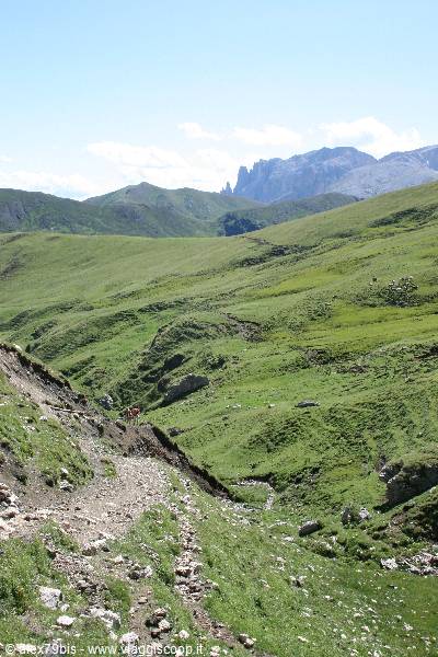 Rocky trail through green alpine meadows, Dolomites peaks in background
