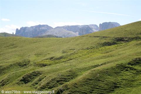 Green meadow in the foreground with the Dolomites behind