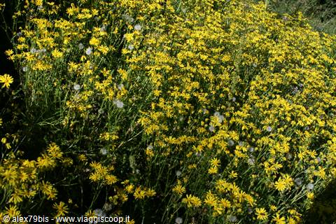 Yellow wildflowers blooming among green grass under bright sunlight