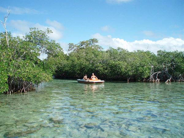 Tourists on small boat in turquoise water among mangroves