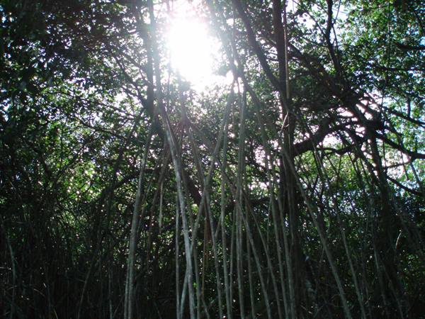 Ficus tree with hanging aerial roots, sunlight filtering through branches