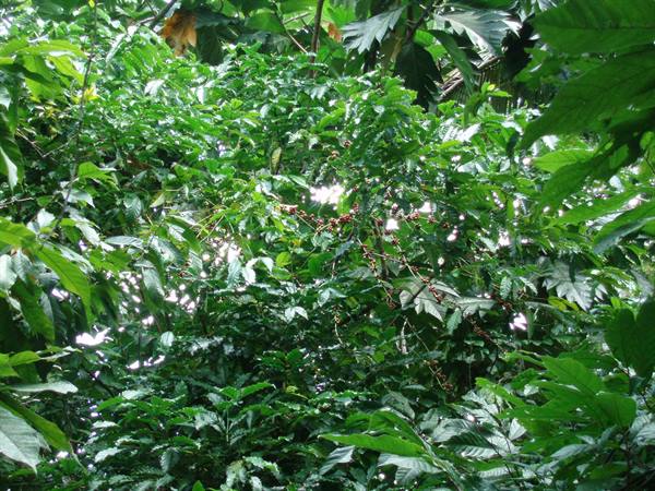 Coffee plantation leaves with red berries among sunlight