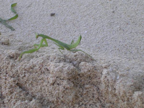 A green praying mantis walks across pale sand on the beach