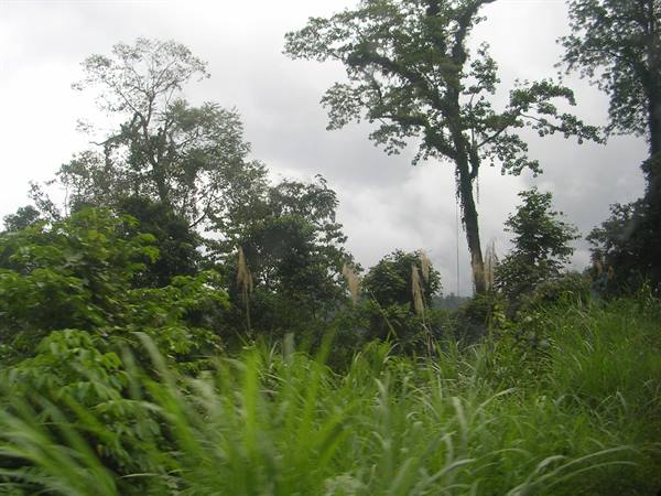 Jungle in Sulawesi