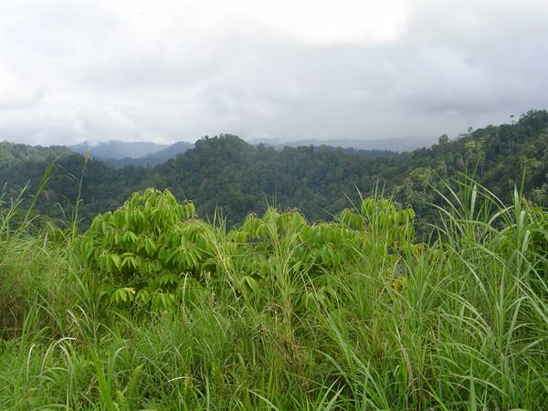 Tall grass and bright green shrubs before forested hills under cloudy sky