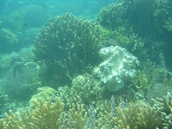 Branching corals and white soft coral underwater in emerald green water