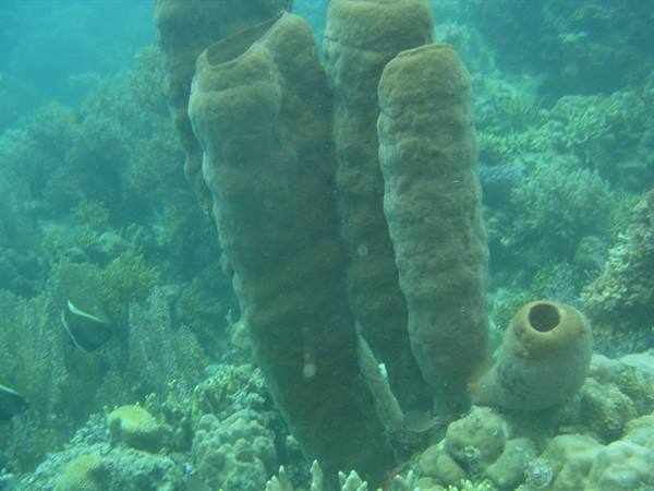 Brown tube sponges on the coral reef in green underwater light