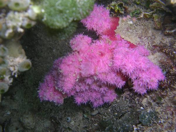 Pink soft coral among rocks, underwater flash light