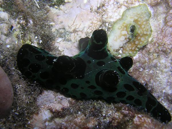 Black and green spotted sea slug crawling on underwater coral rock