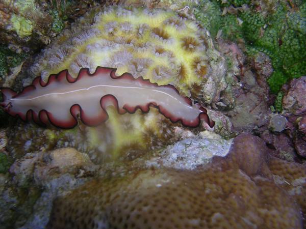 Flatworm with ruffled red edges glides over yellow coral underwater