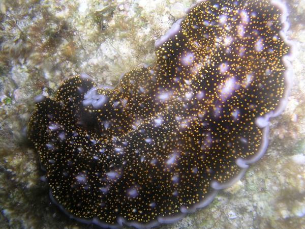 Spotted marine flatworm gliding over rocky reef seabed