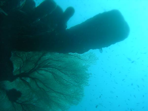Green sea fan beneath a dark sponge in blue water, small fish nearby