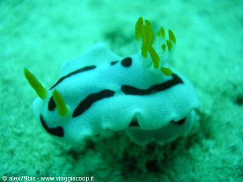 White nudibranch with black stripes and green gills on sandy seabed