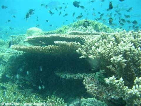 Tropical fish swim above table corals in turquoise water