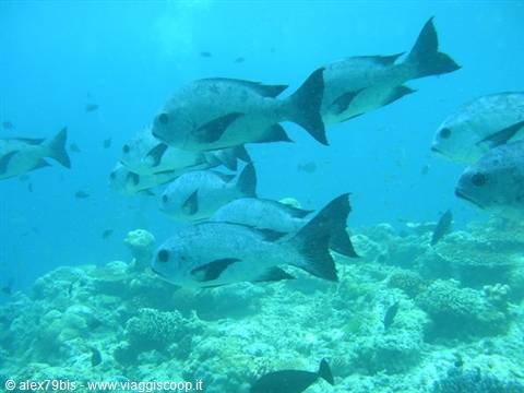 School of grey fish swims over coral reef in blue light