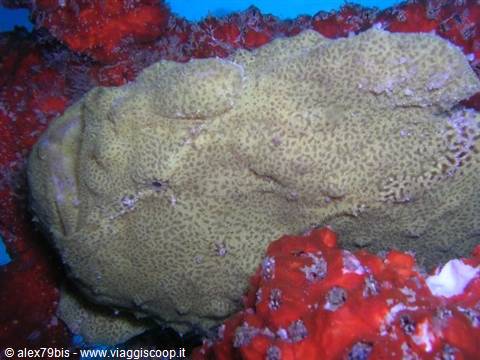 Yellow frogfish camouflaged among red sponges in blue water
