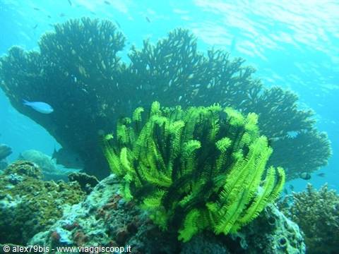 Yellow crinoids and branching corals on the reef, sunlight filtering through water