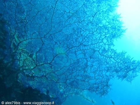 Branching sea fan underwater glowing in blue light on the reef