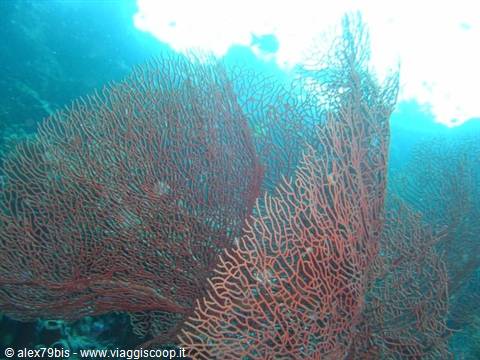 Red gorgonian sea fans on a reef, light filtering through blue water