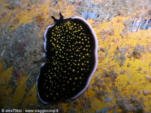 Black nudibranch with yellow dots on an algae-covered sunken wreck