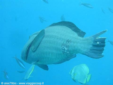 Parrotfish swims among small fish in clear blue water