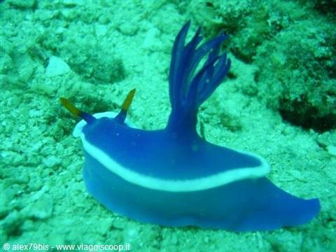Blue nudibranch with purple gills crawling on sandy seabed underwater
