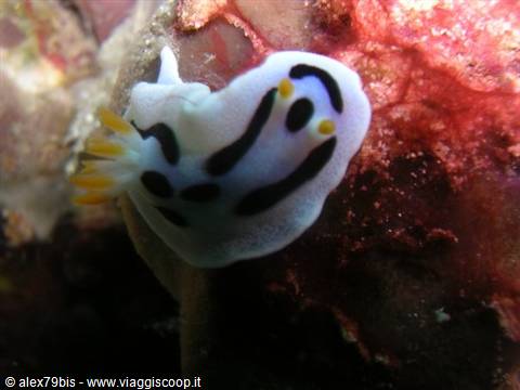 White and black nudibranch on red coral, yellow gills, underwater light