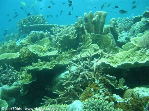 Green corals and small fish underwater, glowing coral reef