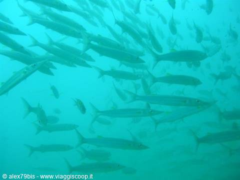 School of barracudas swimming in green water, crowded underwater fish