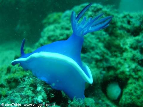 Blue nudibranch among coral, underwater between green algae